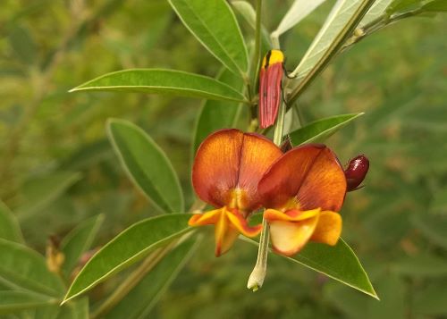 FEIJÃO GUANDU – A produtividade da cultivar adaptada ao Semiárido brasileiro